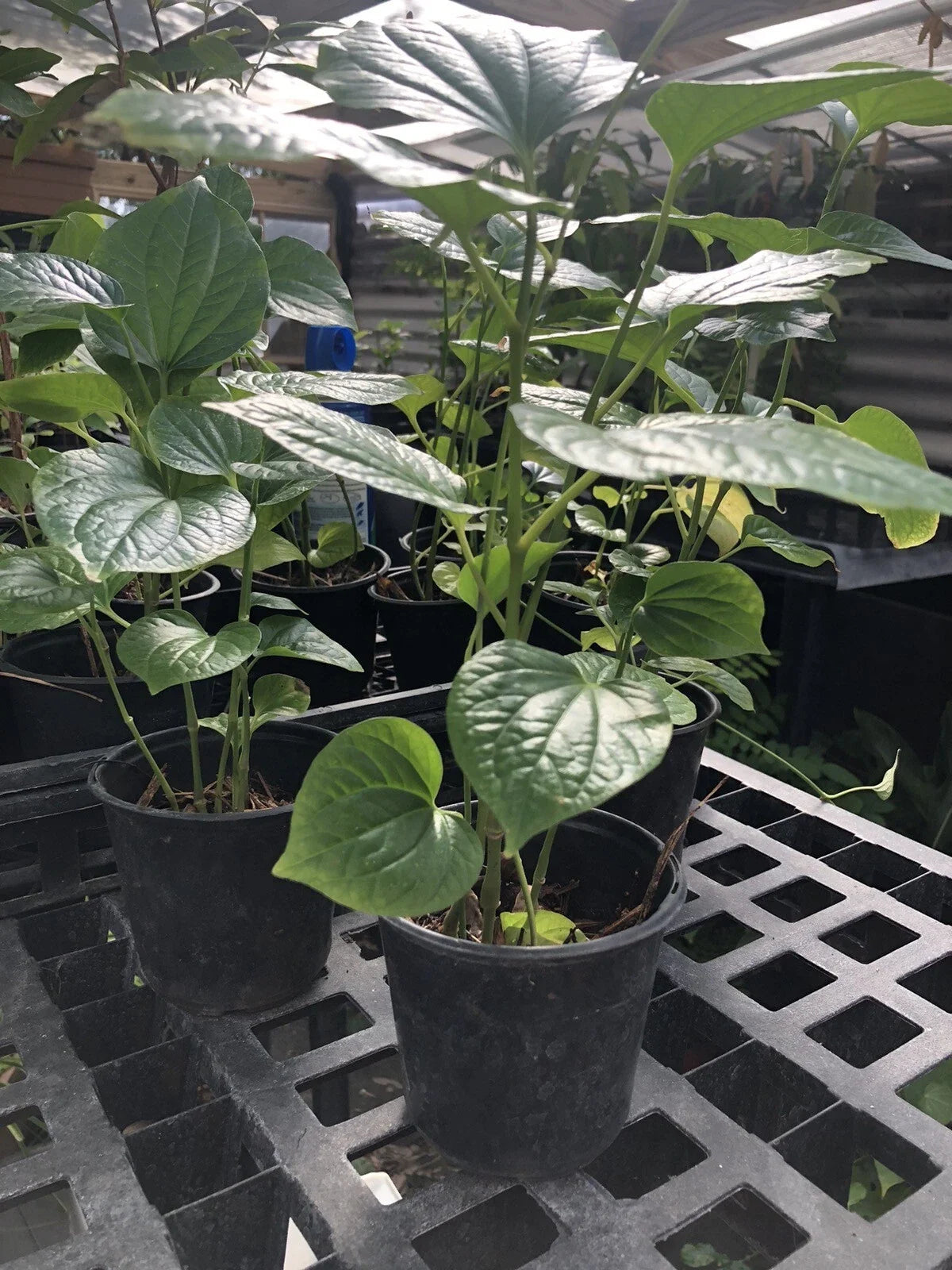Betel Leaf Plant - 1 Pot - Piper sarmentosum - Indoor/Outdoor Herb - Lá Lốt - Well Rooted Culinary Plant for Cooking