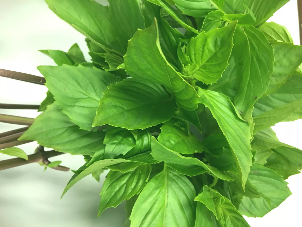 Thai Sweet Large Leaf Basil Seeds - 50+ High Yielding Seeds, Ocimum basilicum var. thyrsiflora, Easy to Grow Annual Herb