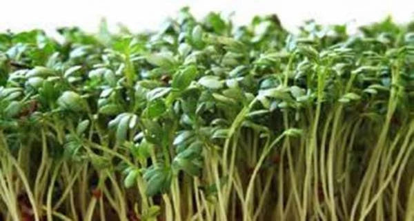 Curled Cress Seeds, 100 Heirloom Microgreens, Lepidium sativum - Fast-Growing Sprouts for Salads & Garnishes