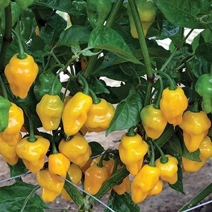 Trinidad Perfume Pepper Seeds - 10 Seeds for Planting - Capsicum chinense - Aromatic Sweet Peppers for Garden Harvest
