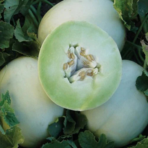 Green Honeydew Melon Seeds | Heirloom Non-GMO | Cucumis melo | 25 Seeds for Home Garden