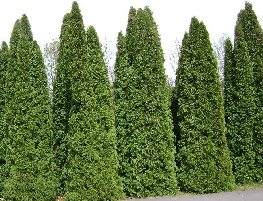 Thuja Tree Seeds - Bulk Pack 50 Seeds - White Cedar Arborvitae (Thuja occidentalis) - Fast Growing, Low Maintenance