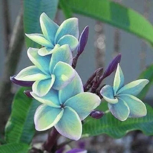 Blue Plumeria Seeds - 5 Perennial Flower Seeds - Plumeria rubra - Vibrant Blue Blooms - US Seller
