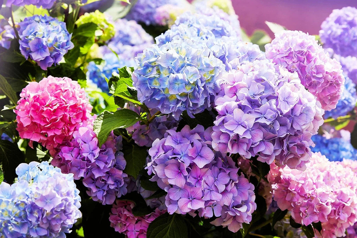 Mixed Color Hydrangea Seeds - 50 Seeds Easy to Grow Large Blooms - Hydrangea macrophylla