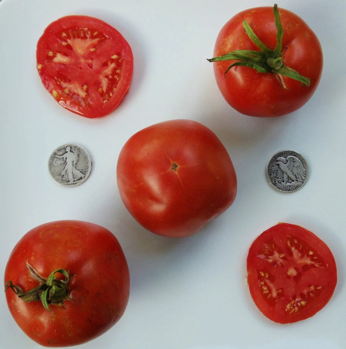 Marglobe Supreme Tomato Seeds - 25 Heirloom Seeds - Disease-Resistant - Solanum lycopersicum - High Yielding Variety