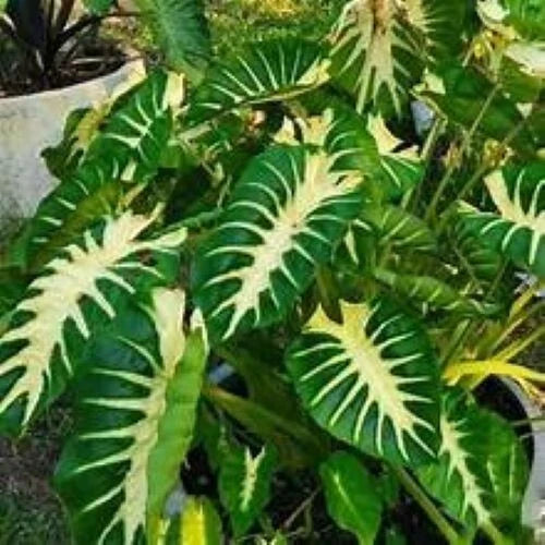 Maui Sunrise Colocasia esculenta Small Rooted Starter Plant - Tropical Foliage, Perfect for Indoor or Outdoor Gardening