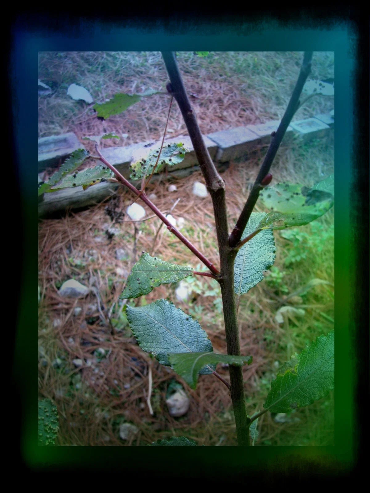 Pussy Willow Cuttings 5-7 in, Salix discolor, 25 Cuttings for Propagation, Natural Garden Supplies