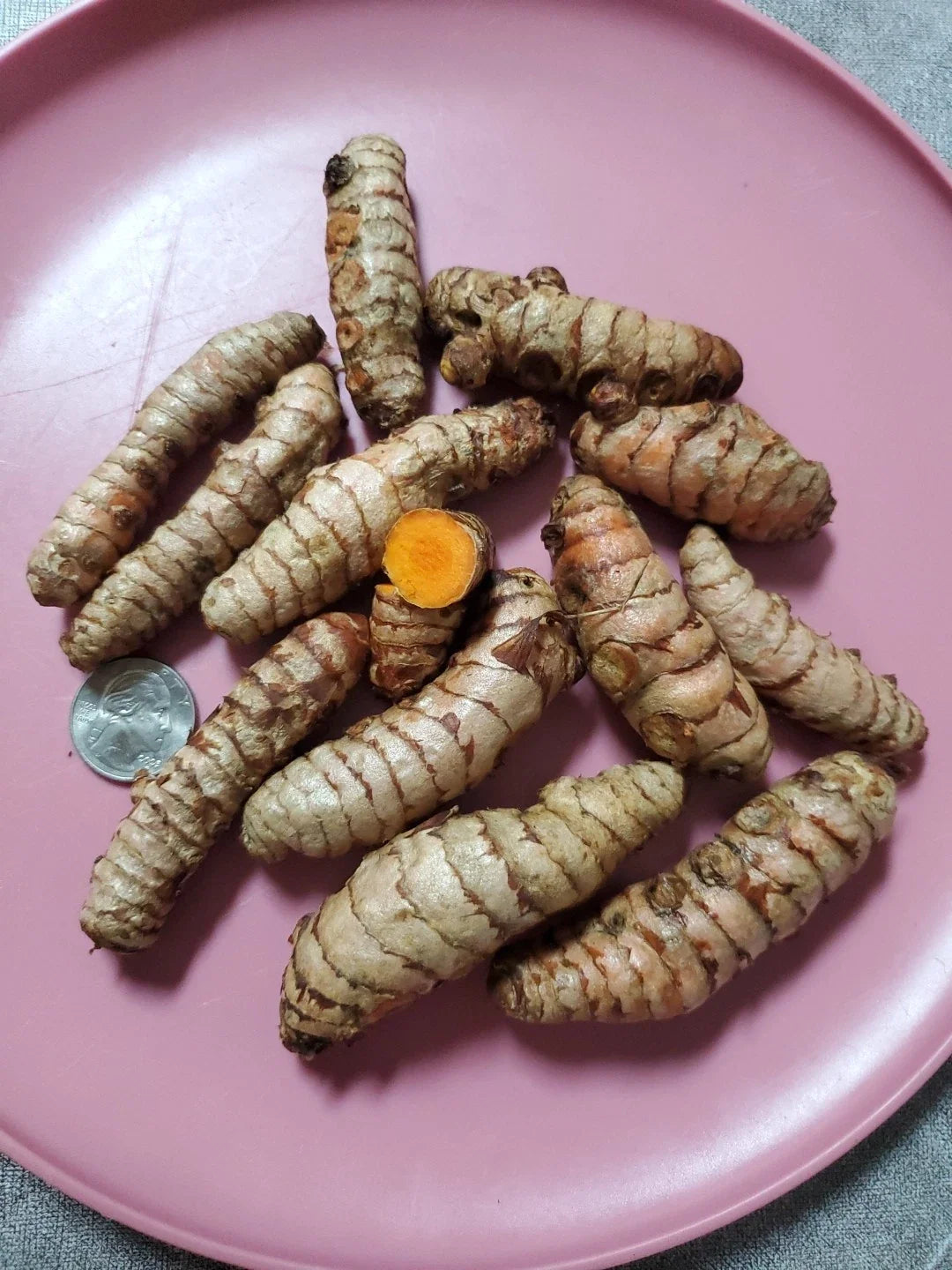Fresh Turmeric Roots 8 Ounce Organic Curcuma longa Live Plant Roots for Growing Culinary Herbs