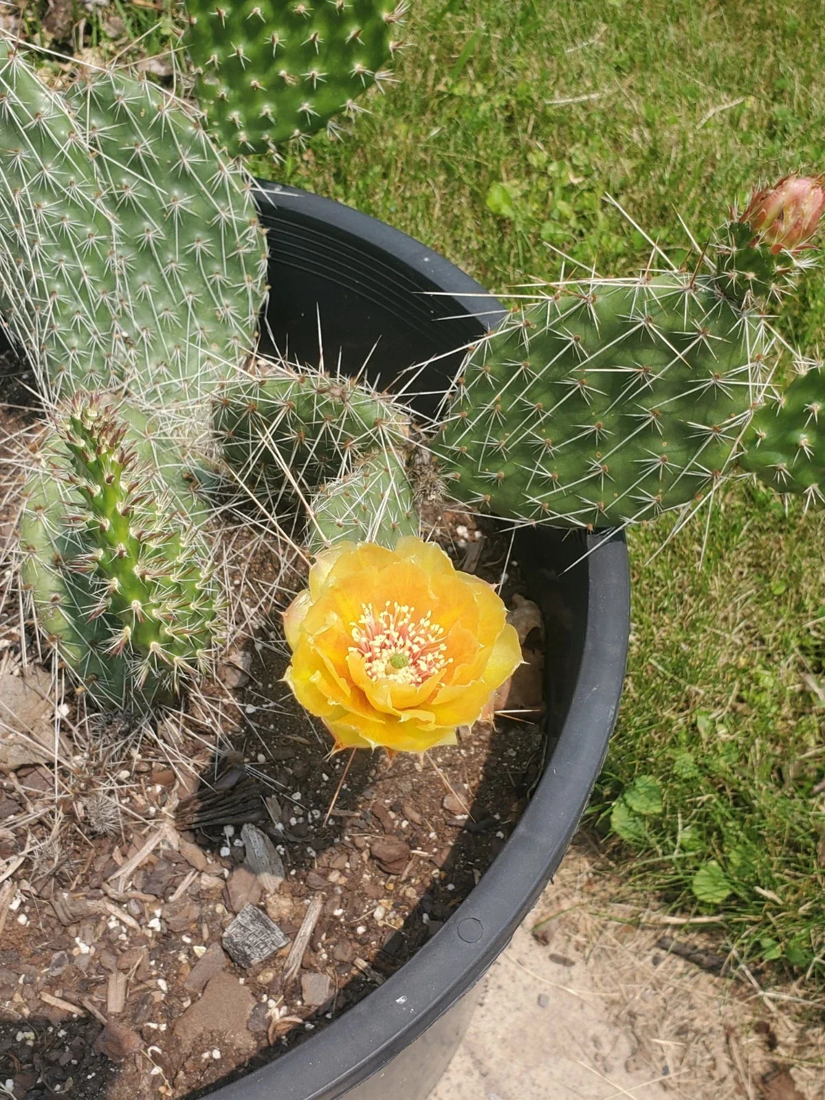Cold Hardy Cactus Cuttings - Live Opuntia Prickly Pear - Drought-Tolerant Succulent for Gardens - Easy Care, Fast-Growing