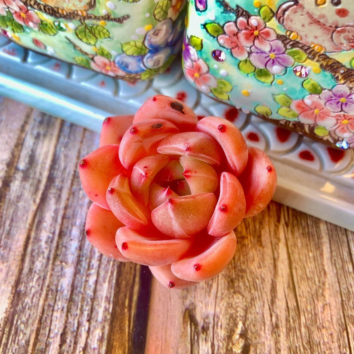 Pink Champagne Succulent Plant - Rare Echeveria - Soft Pink Rosette - Bare Root for Indoor Decor & Wedding Favors