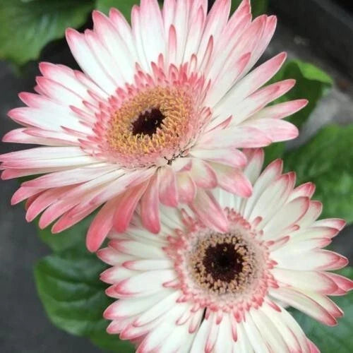 Gerbera Daisy Seeds Pack - 200 White & Pink Variety - Gerbera jamesonii - Ideal for Garden Planting - USA