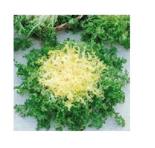 Heirloom Endive Seeds 200-8000 Count Green Curled Ruffle Cichorium endivia for Salads and Garnishes