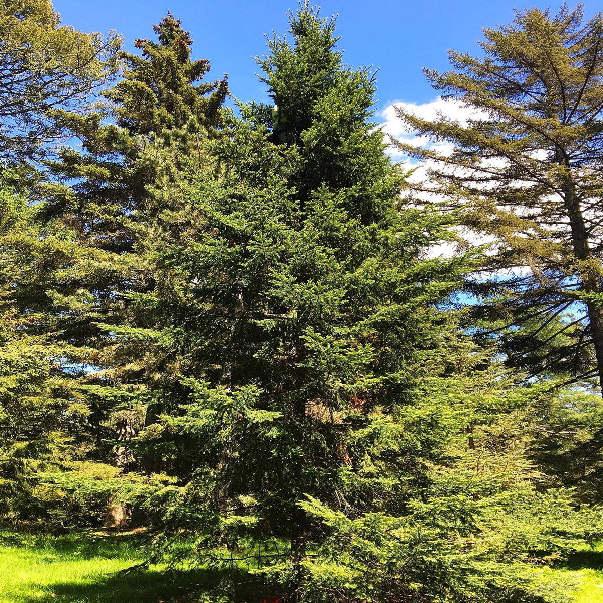 Balsam Fir Tree Seeds - Packet of Abies Balsamea - Ideal for 2025 Planting - Lake States Pine Seed - Evergreen Landscaping