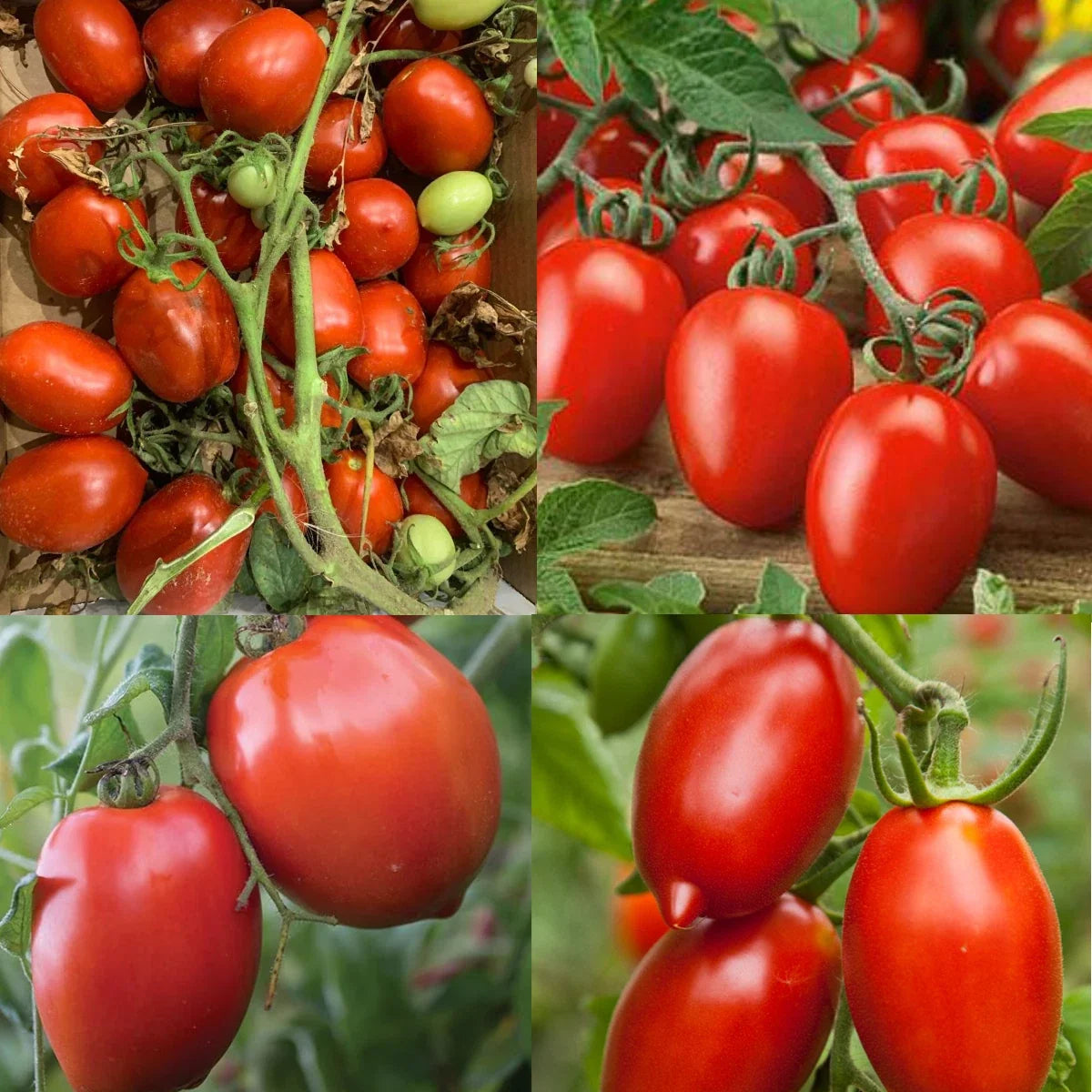 Canning Tomatoes Mix Seeds - Heirloom Sauce & Paste Varieties - Non-GMO - Solanum lycopersicum - 100 Seeds
