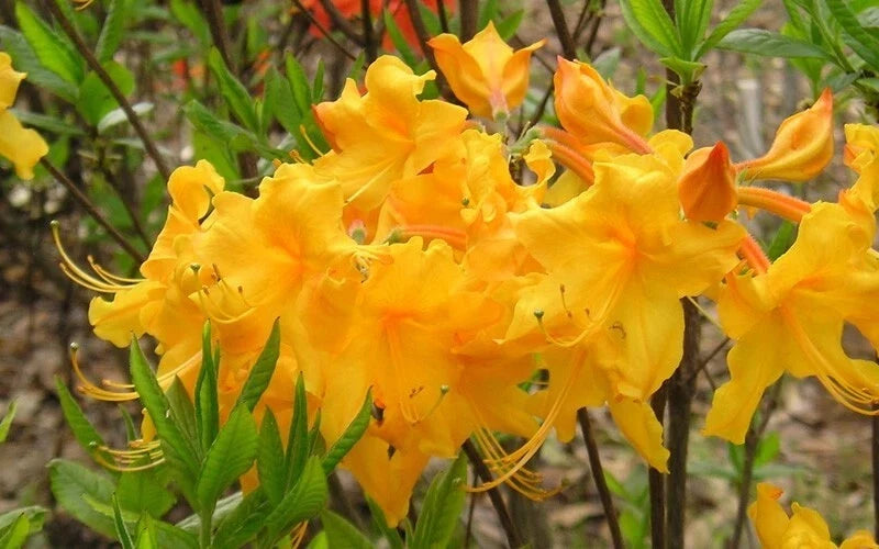 Aromi Azalea Starter Plant - Appalachian Gold Rhododendron - Deciduous Small Plant for Gardens - Rhododendron 'Appalachian Gold'