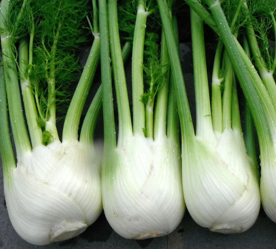 Florence Fennel Seeds for Microgreens - 100+ Non-GMO Seeds - Foeniculum vulgare var. dulce - Fresh Culinary Herbs