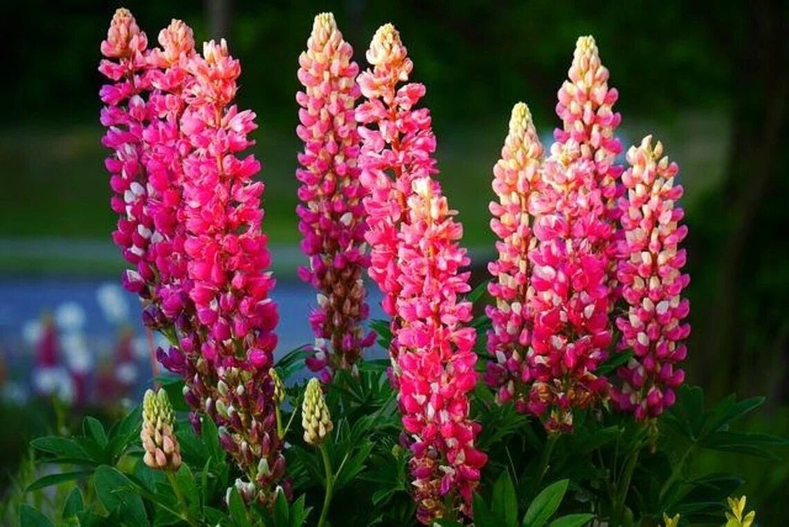 Lupine Seeds 25 Pack Pink Purple Orange Perennial Flowers Lupinus Polyphyllus USA Grown Non-GMO Garden Seeds