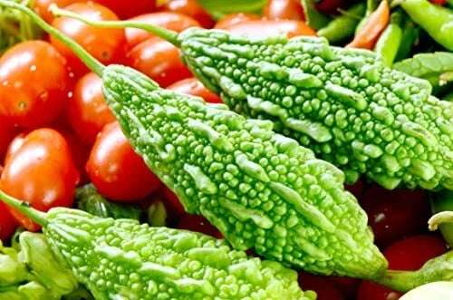 Bitter Gourd Seeds - 10 Pack - Green Variety - Momordica charantia - Rare Culinary Vegetable for Planting