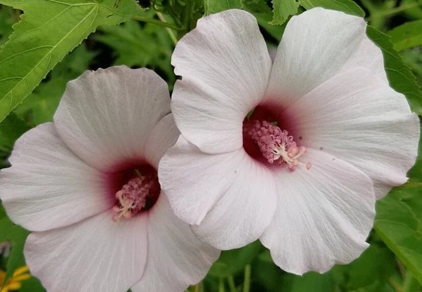 Halberd-leaf Rose Mallow Seeds - 10++ Heirloom Seeds - Hibiscus laevis - USA Grown, Premium Quality, Attracts Pollinators