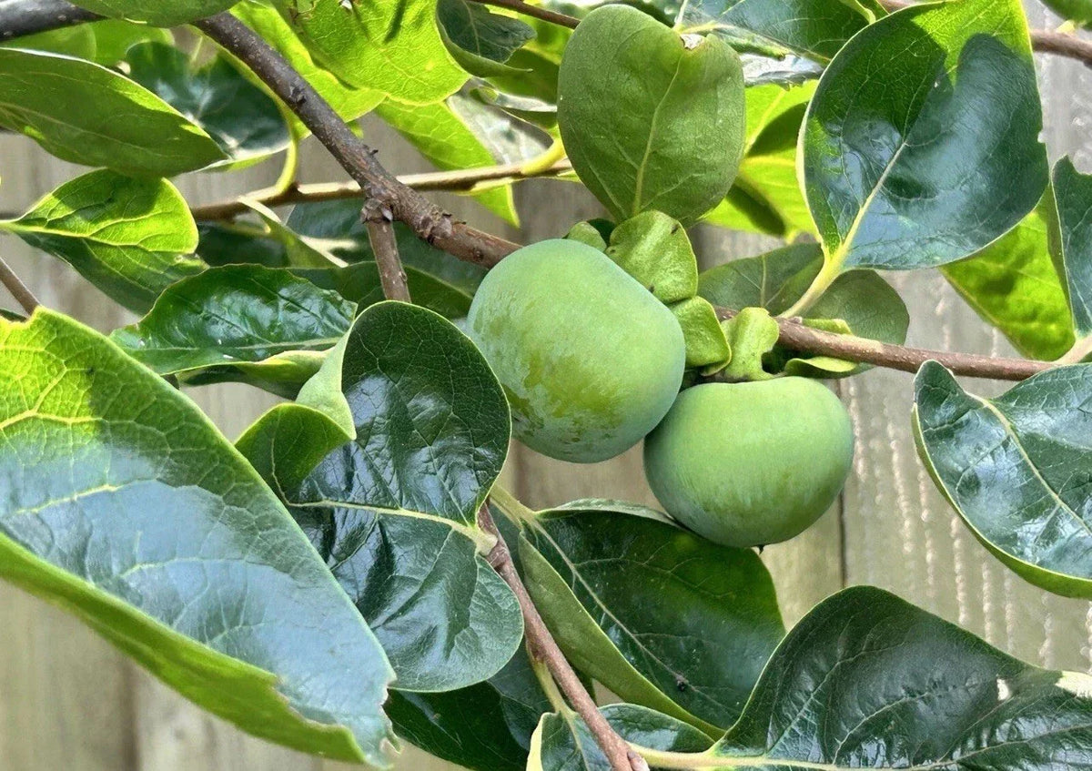 Japanese Fuyu Persimmon Tree Scions 6-8in for Rooting/Grafting - Diospyros kaki - 5 High-Quality Cuttings for Home Gardeners