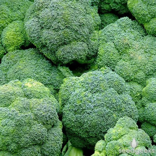 Broccoli Seeds 300+ Count Waltham 29 Non-GMO Vegetable Seeds Brassica oleracea - Easy to Grow, High Yield Gardening