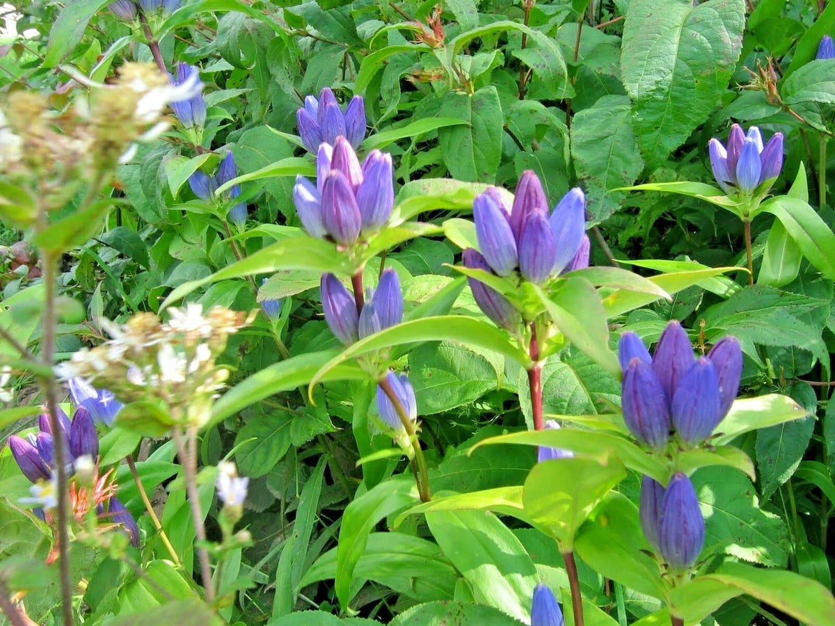 Gentian Seeds - 301+ Count - Bottle Gentian - Gentiana andrewsii - Perennial Native Wildflower for Shade Garden