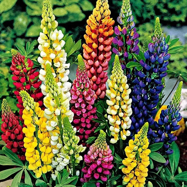 Russell Lupine Seeds - 100+ Mixed Color Perennial Seeds - Hummingbird & Bee Friendly - Lupinus polyphyllus
