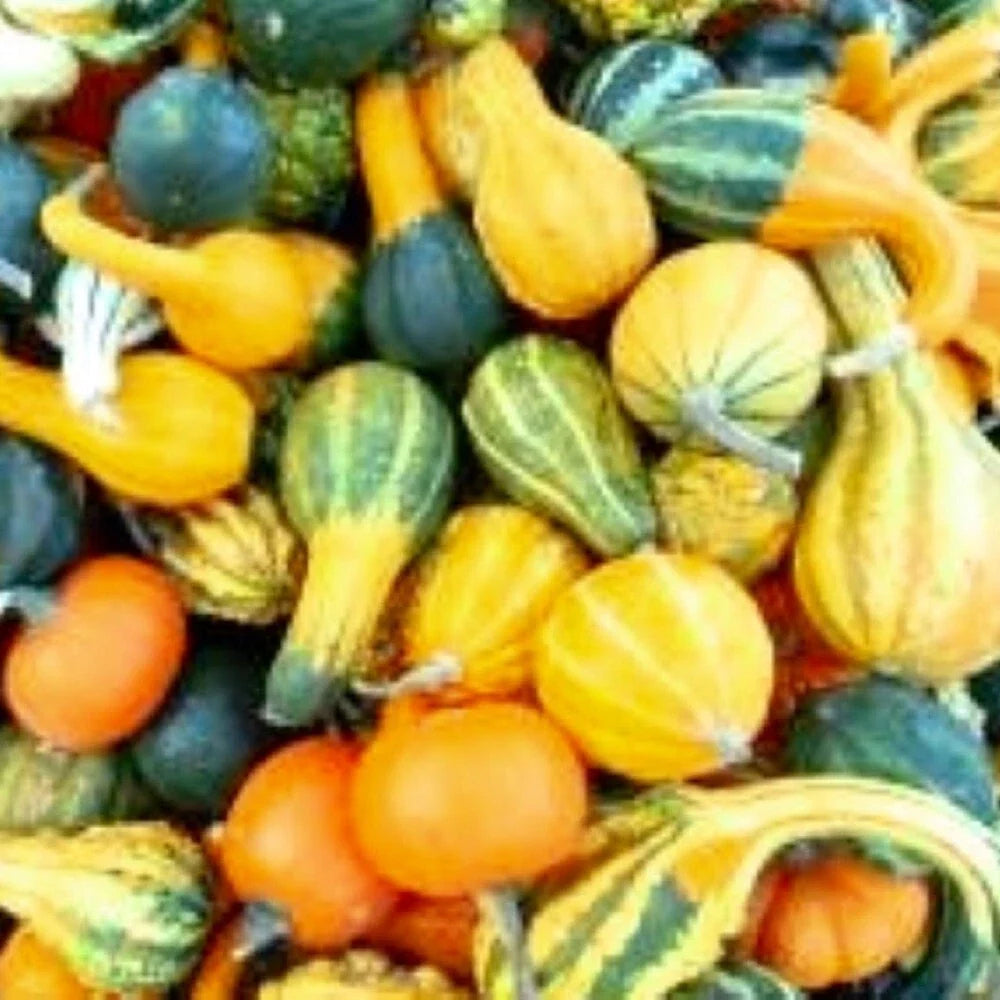 Small Mix Gourds Seeds - Heirloom Non-GMO Decorative Gourds - Cucurbita pepo - Perfect for Fall Decor and Crafts