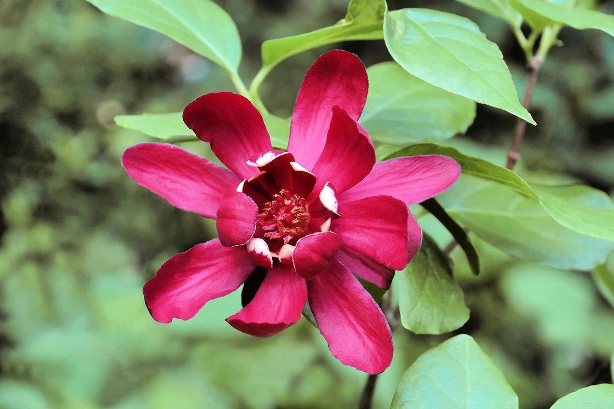 Sweetshrub Seeds - 5 Pack, Fragrant Carolina Allspice, Calycanthus floridus, Flowering Perennial for Garden