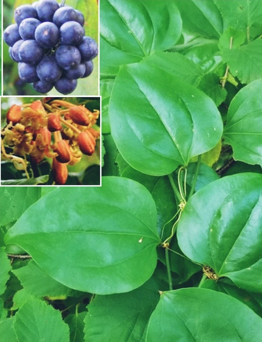 Greenbriar Roundleaf Seeds - 10+ Premium Seeds - Smilax rotundifolia - Hardy Brambles for Wildlife & Ground Cover