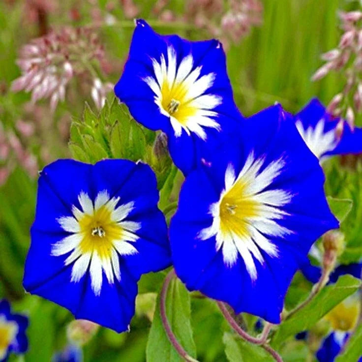 Heavenly Blue Morning Glory Seeds - 30+ Seeds, Climbing Vine, Ipomoea tricolor - Attract Hummingbirds & Butterflies