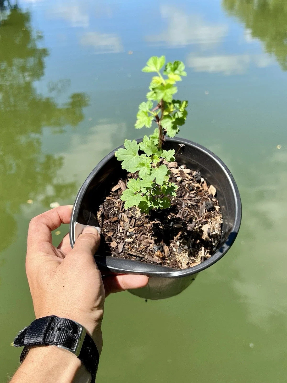 Black Velvet Gooseberry Starter Plant - Well Rooted Superfood Berry - Ribes nigrum - Zones 3-8 - 4-Inch Pot