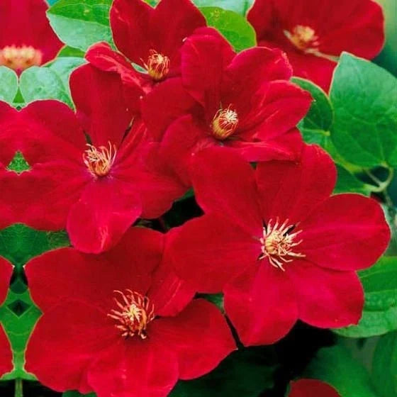 Bright Red Clematis Seeds - 25 Perennial Flower Seeds - Vibrant Blooms - Clematis viticella - Fast Shipping from US Seller