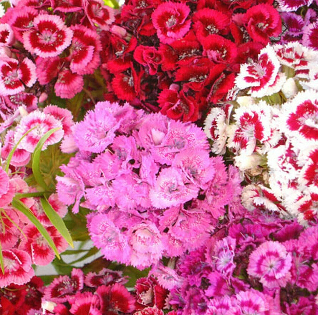 Sweet William Mix Seeds | 100 Seeds | Red and Pink Carnation | Dianthus barbatus | Non-GMO Flower Seeds for Garden