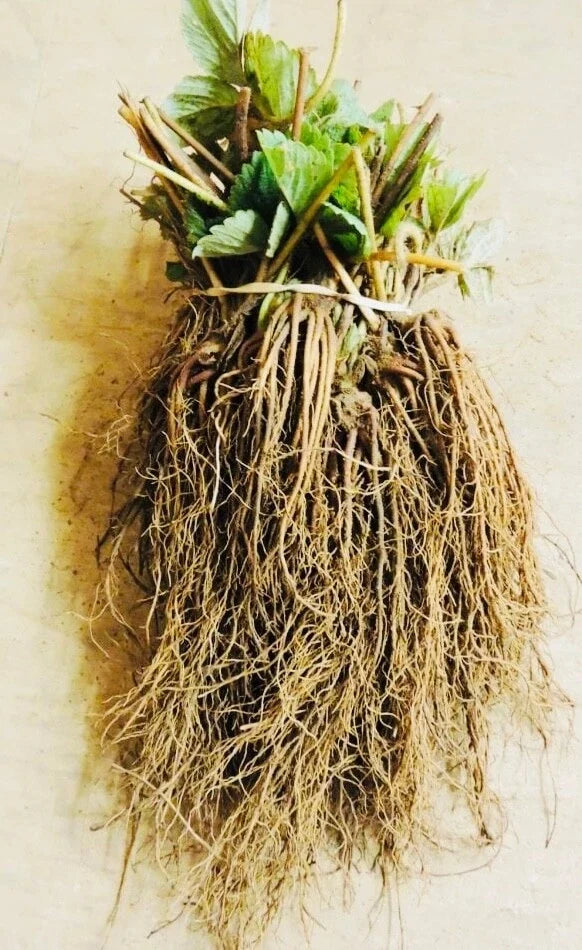 Everbearing Strawberry Bare Root Plants - Fragaria × ananassa - Select Packs for Garden Outdoor Fruit