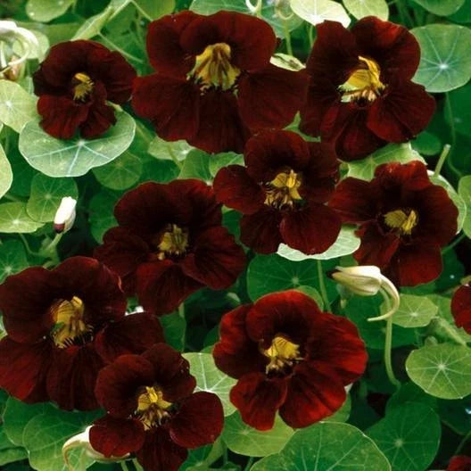 Nasturtium Seeds - 15 Non-GMO Black Velvet Heirloom Edible Flowers - Tropaeolum majus - Burgundy Garden Plant
