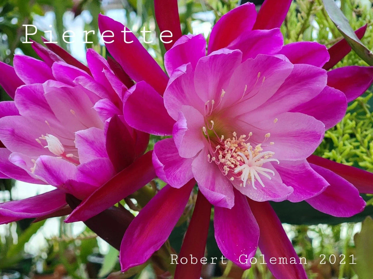 Epiphyllum 'Pierette' Unrooted Cutting - Rare Orchid Cactus - Exotic Houseplant for Propagation - Epiphyllum oxypetalum