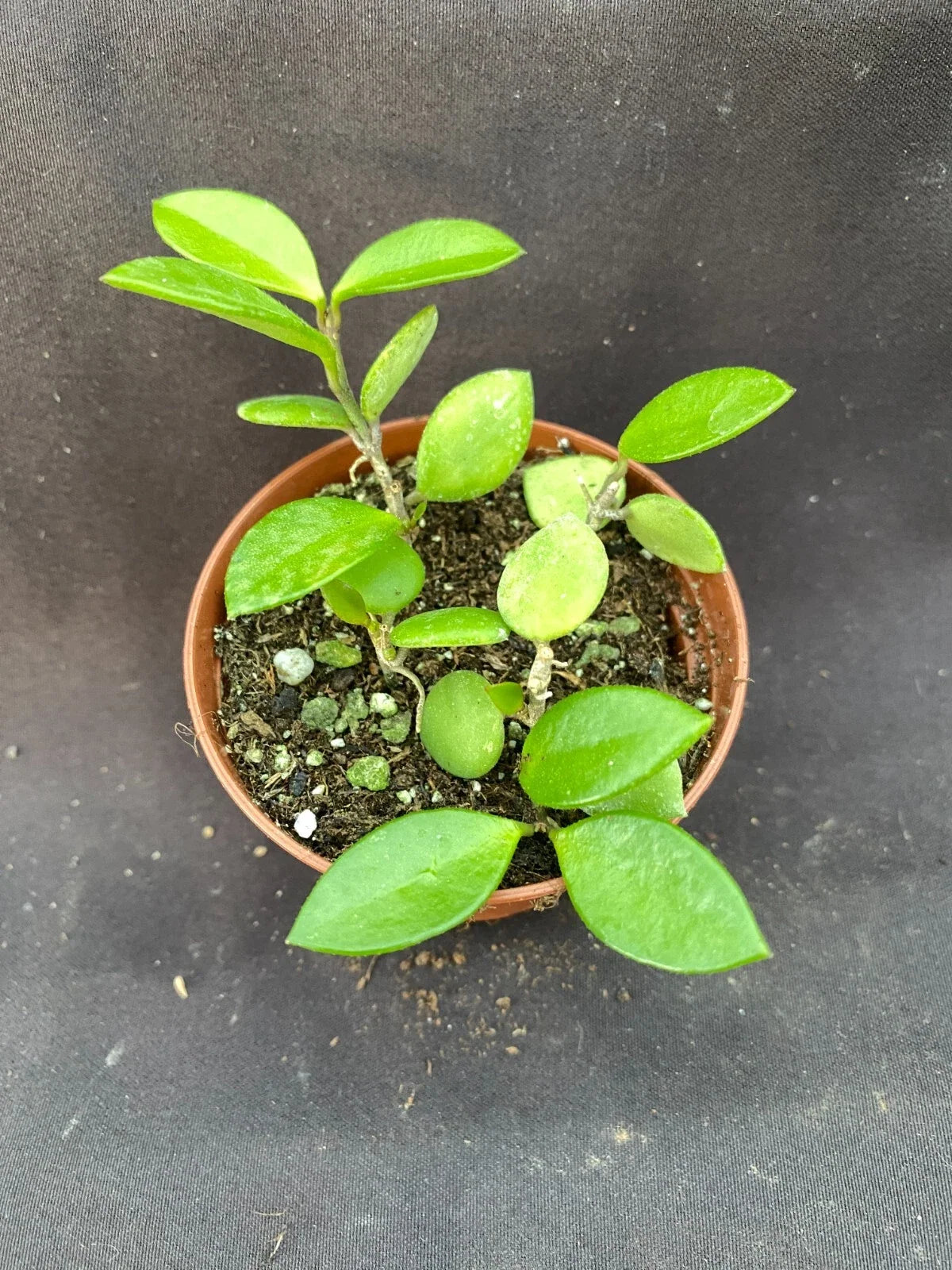 Hoya Picta Houseplant 2.5" Pot Variegated Foliage (Hoya picta) - Indoor Trailing Plant for Easy Care and Bright Spaces