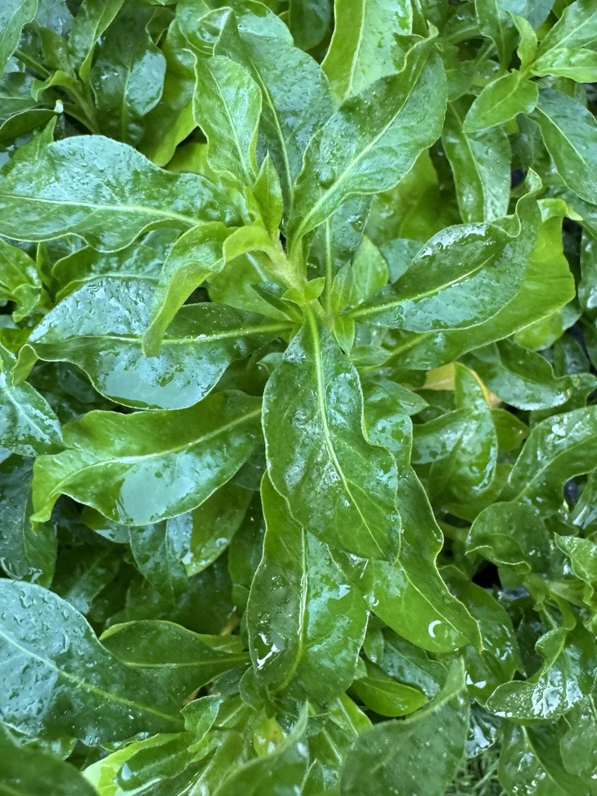 Sissoo Spinach Cuttings - 4 Unrooted Cuttings 5-6 Inches - Brazilian Variety (Alternanthera sissoo) for Home Gardening