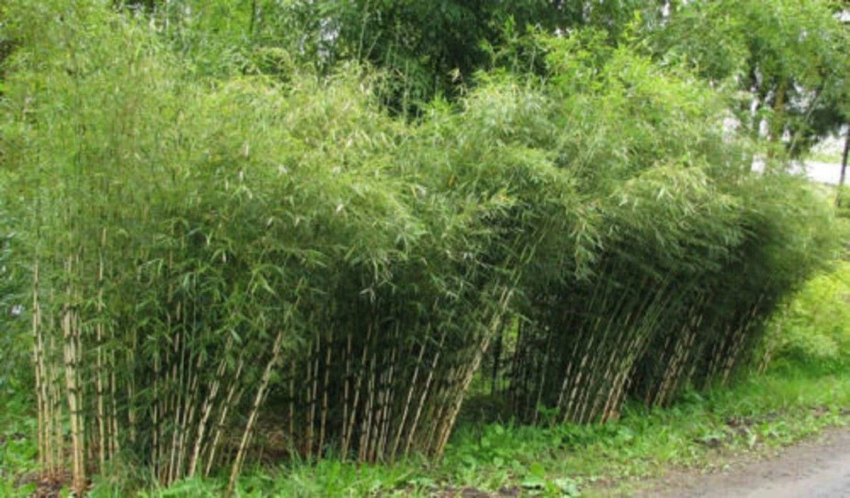 50 Umbrella Bamboo Seeds - Clumping Exotic Plant for Privacy Garden - Fargesia murielae - Ideal for Landscaping & Shade