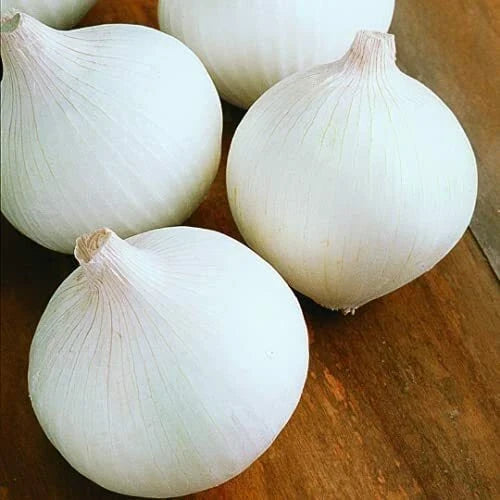 White Sweet Spanish Onion Seeds - Heirloom Non-GMO - Organic Allium cepa - 100 Seeds for Home Gardening