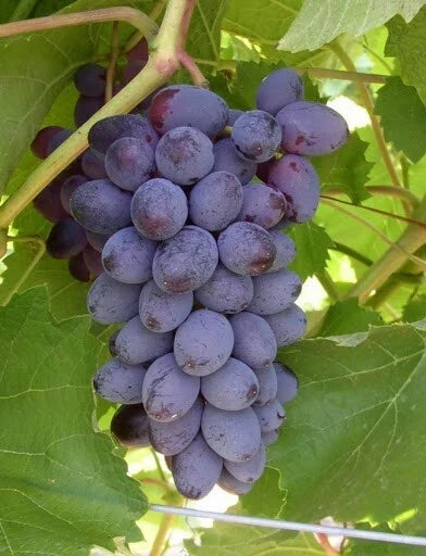 Live Rooted Starter Plant Fredonia Black/Blue Grape Vitis labrusca Ideal for Zones 5-8 Perfect for Home Gardens