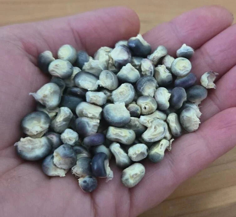 Blue Hopi Corn Seeds | 5 Heirloom Seeds | Zea mays | Ideal for Grits & Blue Tortillas | Florida Grown Non-GMO