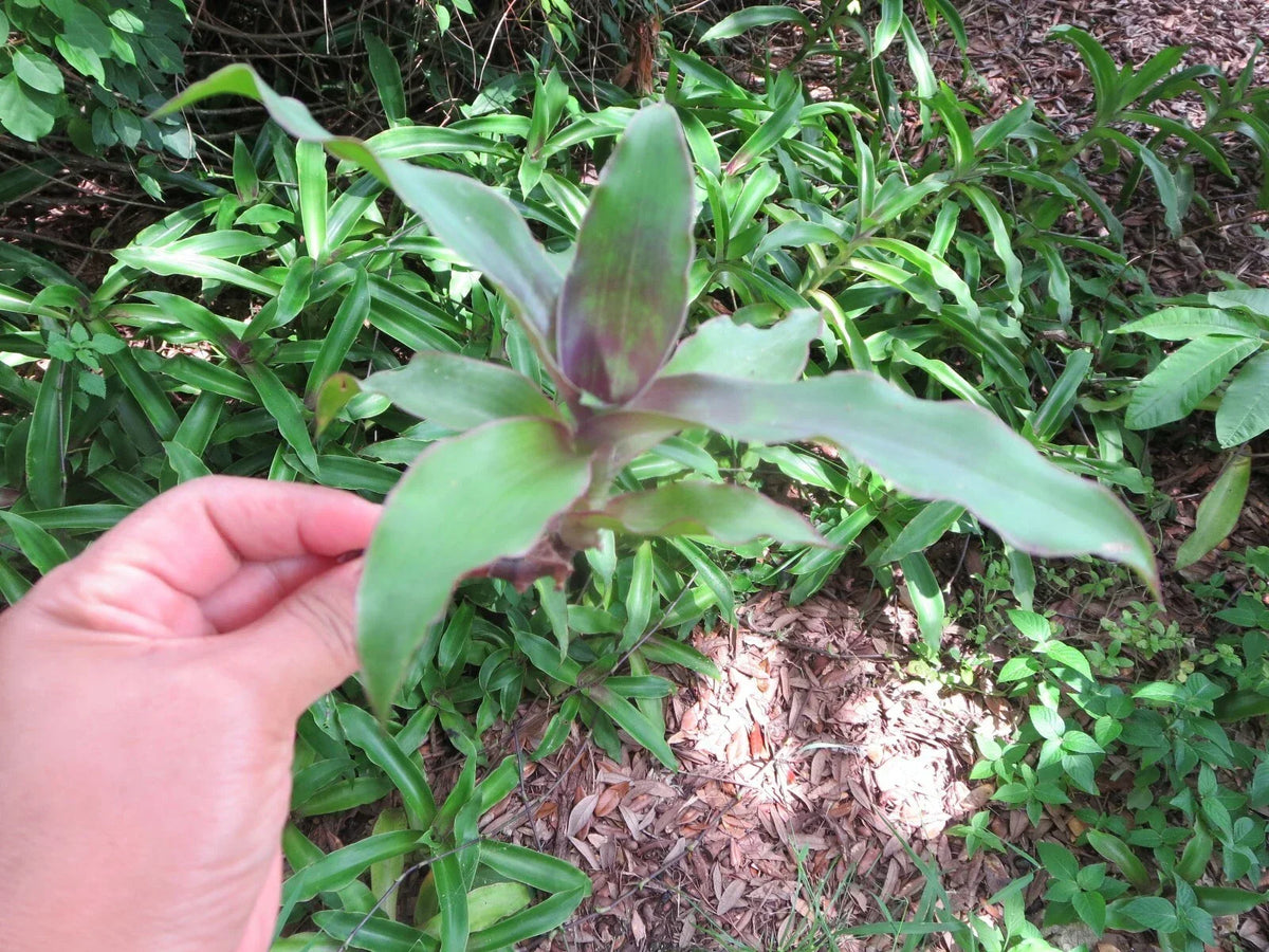 Callisia fragrans Cuttings - 5 Medicinal Basket Plant Cuttings for Home Gardening & Herbal Remedies