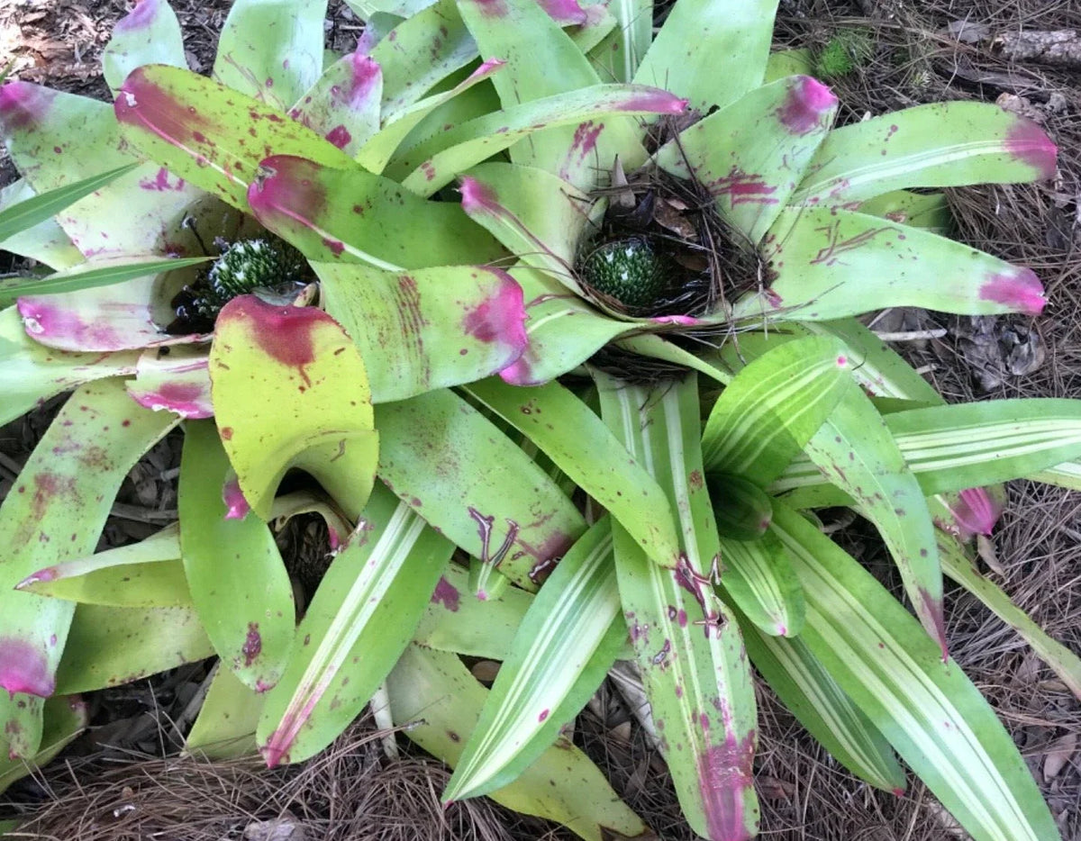 Neoregelia Bromeliad Pup Lime Green Stripe Variegated Indoor Outdoor Plant Neoregelia spp. Bare Root No Root