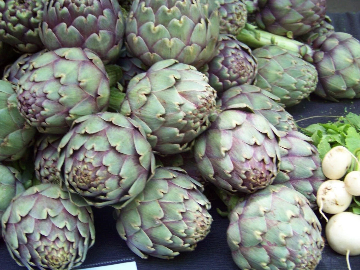 Artichoke Seeds Pack of 40 - Green Globe Heirloom - Non-GMO - Cynara scolymus - Gardening Seeds for Home Growers