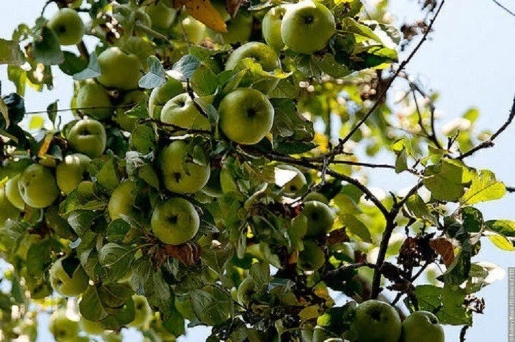 Cold Climate Apple Tree Potted or Bare Root - Malus domestica - Huge Yields for Zone 3 Gardening - Sweet Crisp Apples