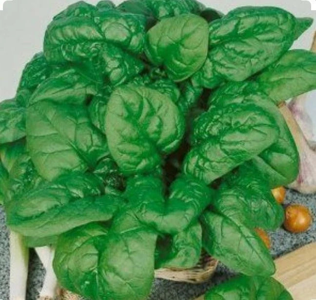 Bloomsdale Spinach Seeds - 200 Non-GMO Organic Seeds - Cool Weather Variety - Spinacia oleracea - Open Pollinated