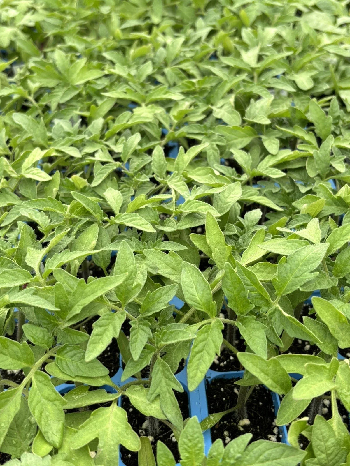 Cherokee Purple Tomato Live Plants - Lot of 2, Heirloom Variety, Solanum lycopersicum, Rich Flavor, Organic Gardening