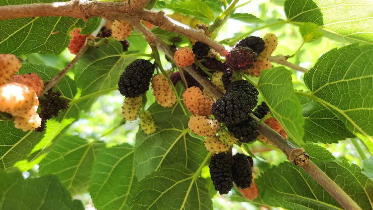Black Mulberry Tree Cuttings - 25 Premium Cuttings - Morus nigra - Ideal for Propagation and Planting